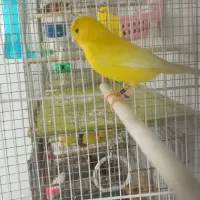 قناری یلو و سبز.|پرنده|بندرعباس, |دیوار