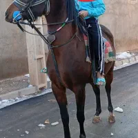 مادیان ۳به۴ فروشی|اسب و تجهیزات اسبسواری|تاکستان, |دیوار