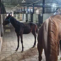 حراج اسب کورسی و کره یکسرپرشی|اسب و تجهیزات اسب‌سواری|سلفچگان, |دیوار