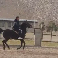 اسب ماده ۹سلاله رقاص حرفه یی