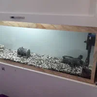 آکواریوم فروشی  ماهی|ماهی|رفسنجان, |دیوار