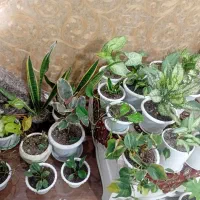 گل های آپارتمانی و حیاط|گل و گیاه طبیعی|آستارا, |دیوار