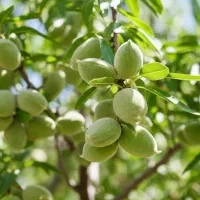 نهال بادام با قیمت مناسب و حمل بهصرفه