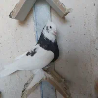 کبوتر|پرنده|شیراز, تندگویان|دیوار