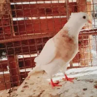 طوقی|پرنده|عنبرآباد, |دیوار