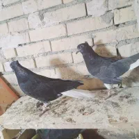 جفت دم سفید