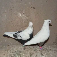 دوتا دمبی یه دورنگ|پرنده|تاکستان, |دیوار