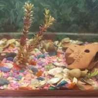 فروش اکواریوم بزرگ با ماهی و کلی لوازم همراه|ماهی|بندر انزلی, بی بی حوریه|دیوار