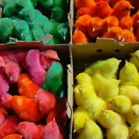 جوجه محلی رنگی اردک