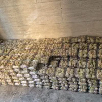 فیسالیس و کیوانا درجه یک به صورت کلی موجوده است|عمدهفروشی|سجاس رود, |دیوار