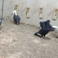 کبوتر|پرنده|خاش, |دیوار