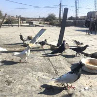 کبوتر ۱۲عددهمش فقط یک ملیون این قیمت تا پاین امروز