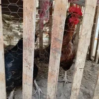 ۲عدد مرغ تخمکذار ۱۱ ماهه