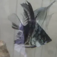 چهار عدد انجل تایگر|ماهی|اصفهان, مسجد مصلی|دیوار