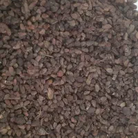 کشمش اورگانیک ملکان مخصوص