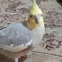 دوجقت عروس هلندی نزدیک دوسال دارند