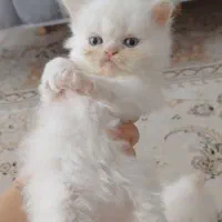 پرشین چشم ابی