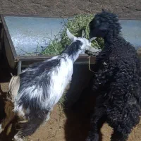 یک راس بره نرویک راس بزغاله|حیوانات مزرعه|کرج, شهرک بنفشه|دیوار