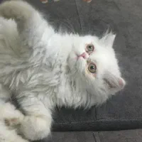 معاوضه با حیوانات