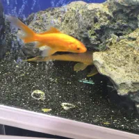 ماهی کوی|ماهی|مشهد, شهید معقول|دیوار