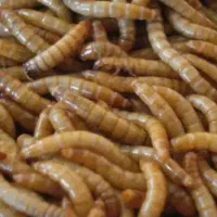استخدام