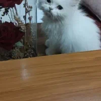 گربه برتیش نر، فرصت نگهداری آسان