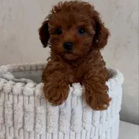 سگ توله توی پودل دارک رد 68 روز توی پودل رد|سگ|تهران, شهرک غرب|دیوار