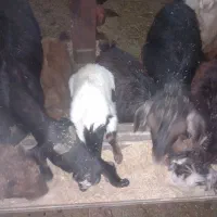 بزفروشی|حیوانات مزرعه|بجنورد, |دیوار