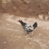 دو جوجه لاری