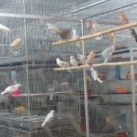 فقط فروش جوجه فنج نرگسی سفید