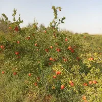 باغ انار|فروش زمین و ملک کلنگی|سلفچگان, |دیوار