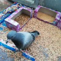 جوجه پلاکی مسافتی|پرنده|زرند, |دیوار