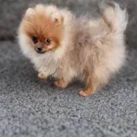 سگ‌پامر،پامرانین خرسی نر‌،پاکوتاه،فانتزی،اپارتمانی|سگ|تهران, اوقاف|دیوار