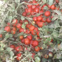 فروش گوجه جهت میدانی