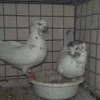 کفتر کله دم قهوی