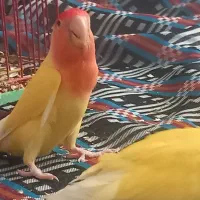 طوطی کوتوله