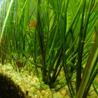 گیاه آکواریوم پلنت کریپتون