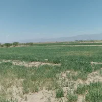 کاه گندم امسالی