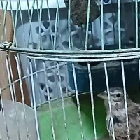 ۲عدد سهره نر