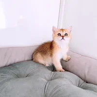 گربه پرشین های ابریشمی و اسکاتلندی های گوگولی