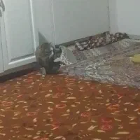 گربه گم شده