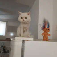 گربه پرشین سفید|گربه|سردشت, |دیوار