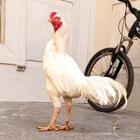 خروس لاری مرغ لاری|حیوانات مزرعه|تربت جام, اسماعیل آباد|دیوار