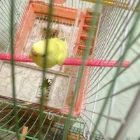 مرغ عشق جفت|پرنده|مشهد, رضاییه|دیوار