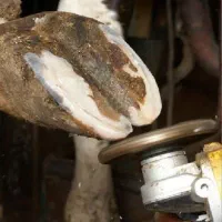 سم تراشی گاو