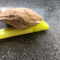 فسیل دو کفه ای مربوط به ژوراسیک ایران