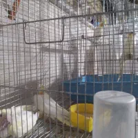 عروس هلندی با جوجه|پرنده|محلات, |دیوار