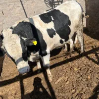 گوساله نر ماده وتلیسه|حیوانات مزرعه|کرمان, |دیوار