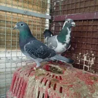 3 جفت کفتر آلمانی اهواز