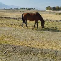 اسب مادیون با کره پنج ماهه نریون|اسب و تجهیزات اسب‌سواری|سیلاخور, |دیوار